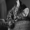 avatare_animale_1684