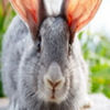 avatare_animale_1692