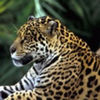 avatare_animale_1710
