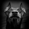 avatare_animale_1714
