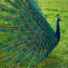avatare_animale_1686