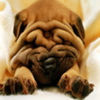 avatare_animale_1689