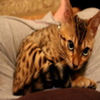 avatare_animale_1694