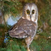 avatare_animale_1695