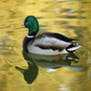 avatare_animale_1227