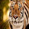 avatare_animale_1228