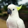 avatare_papagali_1192