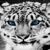 avatare_animale_1205