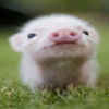 avatare_animale_1208