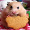 avatare_animale_1194