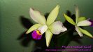 Cattleya Hybrid
