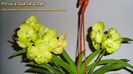 Vanda Lemon Gold
