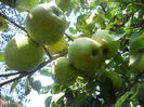 DSCN5825