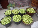 Culese dintr-un singur pom !!!!!
