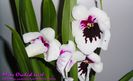 Miltoniopsis Robert Jackson
