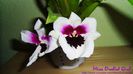 Miltoniopsis Robert Jackson