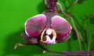 Phalaenopsis Black Jack Hybrid