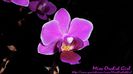 Phalaenopsis Sogo Yenlin