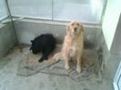 Lexy si Dolly