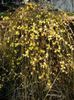 Jasminum nudiflorum