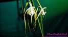 Brassavola Cucullata Fireworks