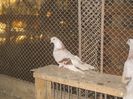 IMG_3152