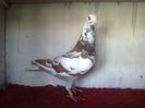 162 M Paolo 2009 Meulemans