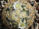 Mammillaria schiedeana
