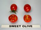 Sweet_Olive