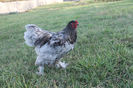 Brahma Albastru 2013