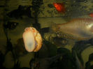 acvariu meu 029