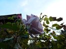 DSCN7317