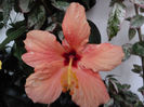 Cairo Apricot