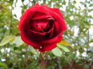 DSCN7457