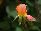 DSCN7469