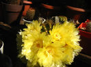 PARODIA CLAVICEPS