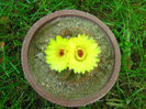 PARODIA OTONIS