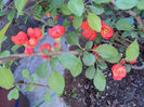 chaenomeles japonica