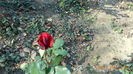 ultimul bobocel 2013 028