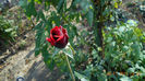 idem2013 029