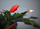IMG_0602