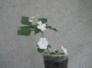 DSCN4479