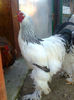 Cocos 1-2
