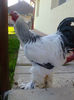 Cocos 1-3