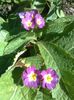 PRIMULA IN NOIEMBRIE