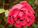 DSCN7497