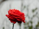 DSCN7506
