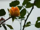 DSCN7514