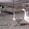 20052364725geese
