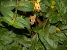 DSCN7564  Sphinx colibri